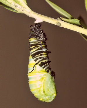 Monarch Life Cycle - 9 of 20.jpg