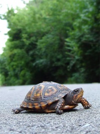 Turtle-8917.jpg