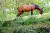 Living-Things-Horse-grazing-in-the-meadow415.jpg