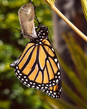 Monarch Life Cycle - 17 of 20.jpg