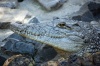 Living-Things-Crocodile-head.jpg