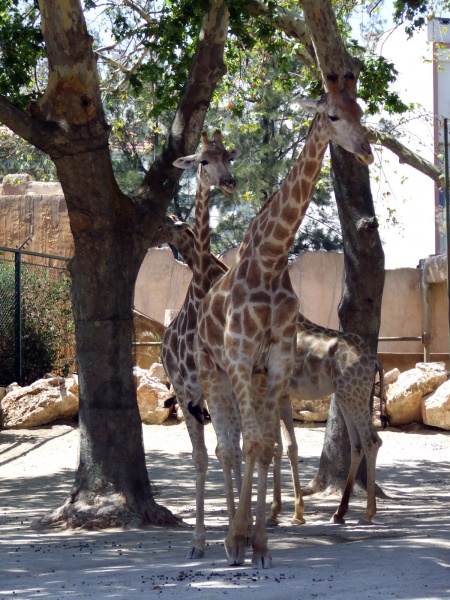 Living-Things-Giraffes-between-trees1643.jpg