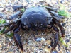 Living-Things-Crab1049.jpg