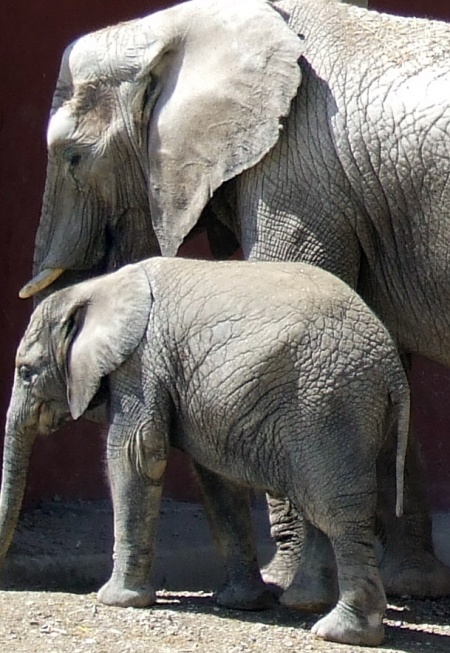 Living-Things-Elephant-and-baby1139.jpg