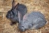 Living-Things-Rabbits-familly1828.jpg