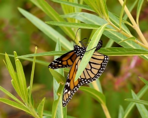 Monarch Life Cycle - 1 of 20.jpg