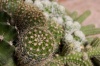 Living-Things-Cactus-plants521.jpg