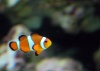 Living-Things-Clownfish690.jpg