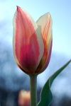 Living-Things-Tulip-over-the-sky-background.jpg