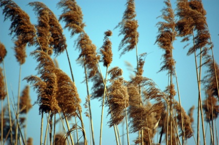 Living-Things-Reed-and-sky1798.jpg