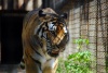 Living-Things-Tiger-in-cage-at-zoo1719.jpg