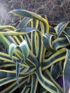 Living-Things-Sunshine-desert-plant618.jpg