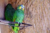 Living-Things-Bright-colored-parrots-on-wire.jpg