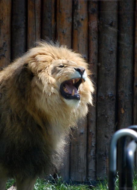 Living-Things-Lion-roar.jpg