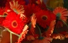 Living-Things-Red-gerberas952.jpg