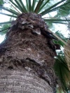 Living-Things-Tropical-coconout-tree-trunk150.jpg