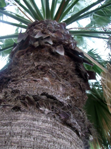 Living-Things-Tropical-coconout-tree-trunk150.jpg