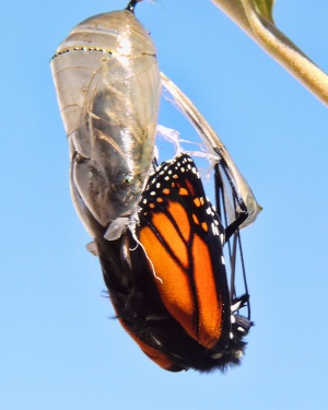 Monarch Life Cycle - 14 of 20.jpg