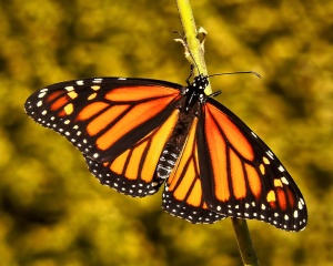 Monarch Life Cycle - 20 of 20.jpg
