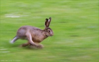 Hare running-8255.jpg