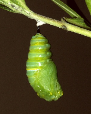 Monarch Life Cycle - 11 of 20.jpg