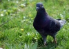 Living-Things-Wood-pigeon-standing-in-grass344.jpg