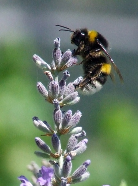 Living-Things-Bumblebee-on-flower386.jpg