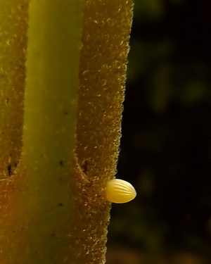 Monarch Life Cycle - 2 of 20.jpg