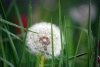 Living-Things-Dandelion-in-the-grass955.jpg