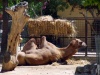 Living-Things-Camel-at-the-zoo956.jpg