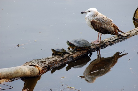 Living-Things-Seagull-and-two-turtles168.jpg