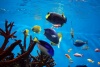 Living-Things-Colored-fish-swimming-in-water-tank.jpg