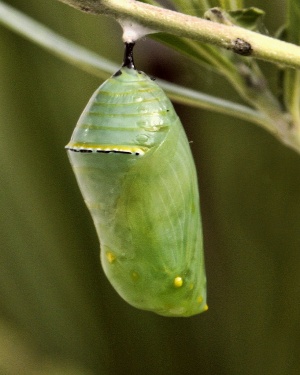 Monarch Life Cycle - 12 of 20.jpg