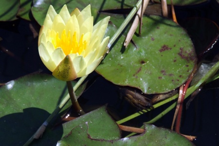 Living-Things-Flower-of-a-water-lilly.jpg