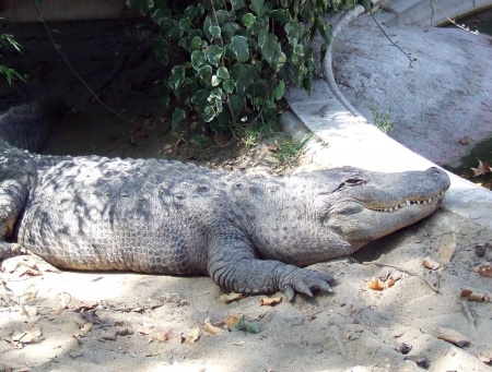 Living-Things-Crocodile-in-sun1110.jpg