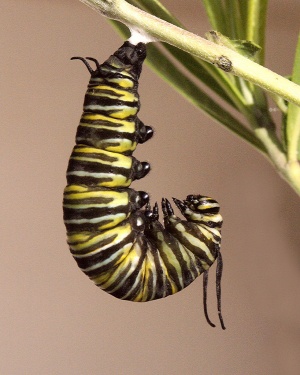Monarch Life Cycle - 7 of 20.jpg