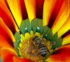 Living-Things-Bee-gathering-polen602.jpg