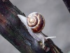 Living-Things-Snail220.jpg