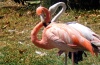 Living-Things-Pink-flamingo-birds717.jpg