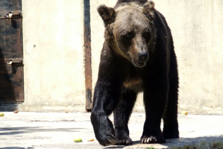 Living-Things-Bear-walking.jpg