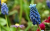 Living-Things-Blue-wild-flowers994.jpg